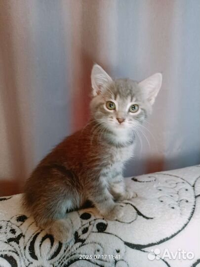 Котенок в Ваш дом