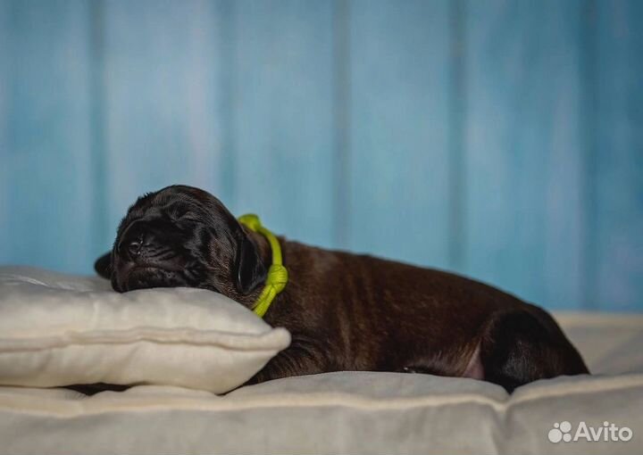 Баварская горная гончая/ щенки