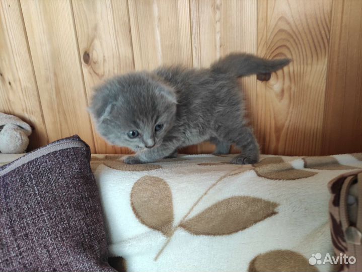 Британский вислоухий кот