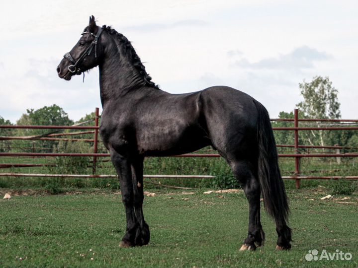 Фризская мечта