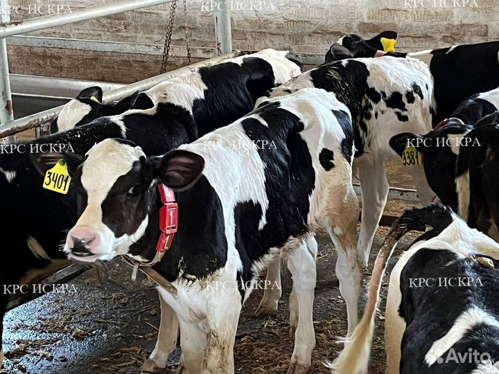 Телята крс, бычки