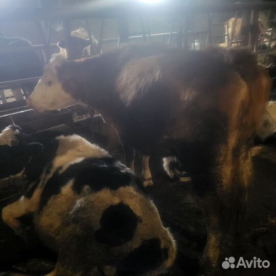 Быки и телки