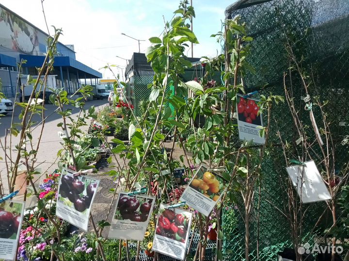 Саженцы черешни с закрытой корневой