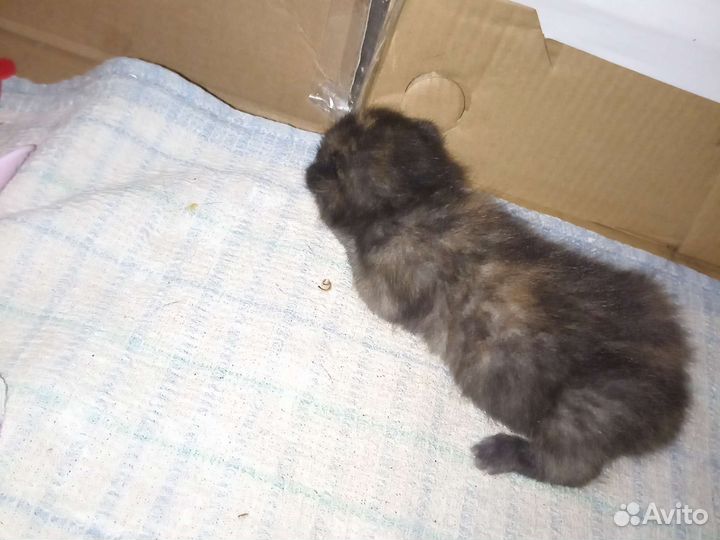 Одаём котят