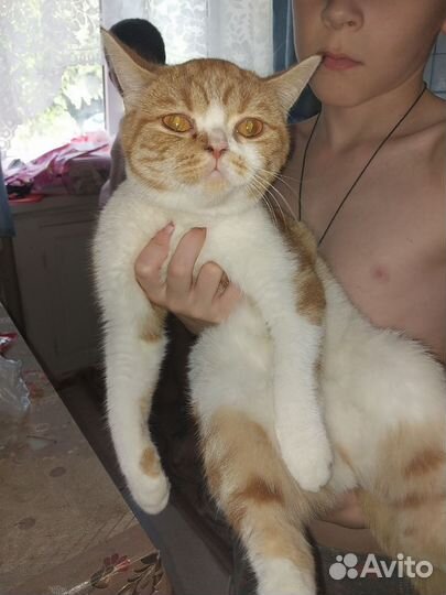 Кошка на вязку