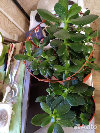 Толстянка Живое дерево Крассула Денежное дерево