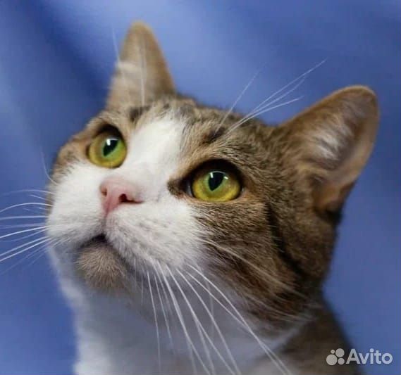 Спокойный и нежный Мирон в поисках дома