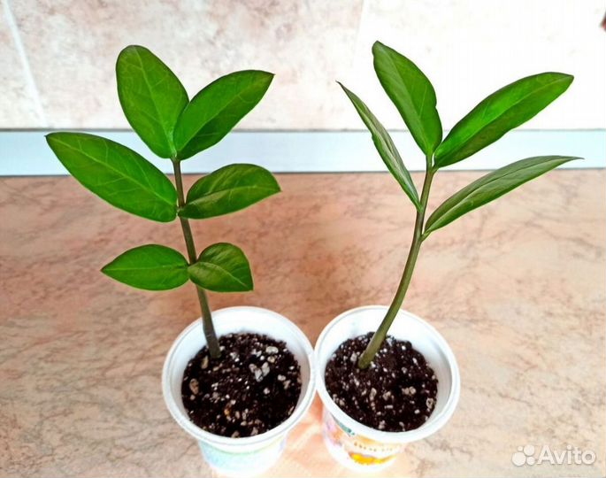 Комнатные растения замиокулькас