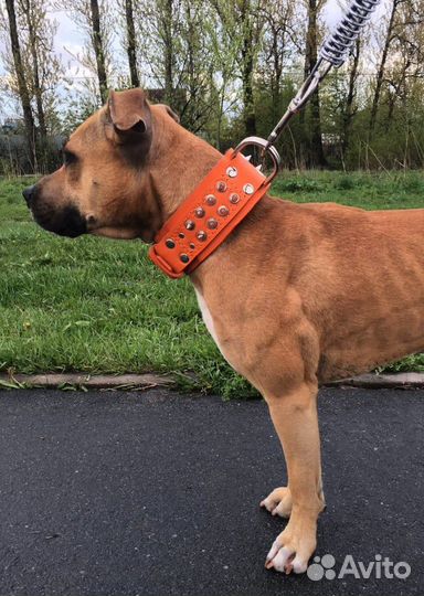 Ошейник для собак ручной работы
