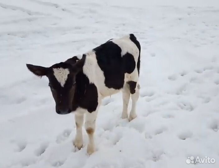 Бычки на откорм