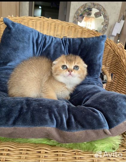 Золотая шиншилла вислоухие котята