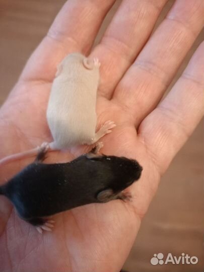 Декоративные мыши