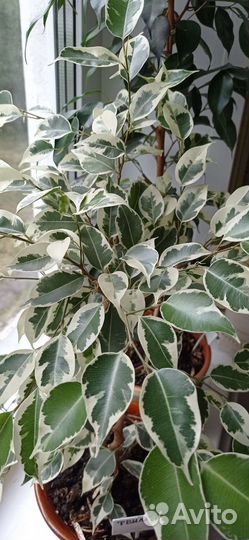 Сортовые фикусы