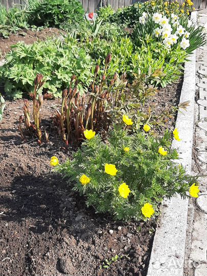 Продажа многолетников