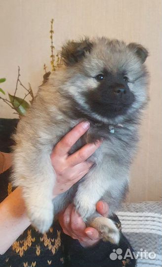 Кеесхонд вольфшпиц щенки