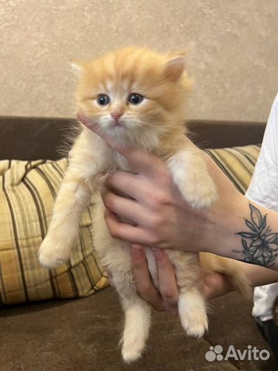 Шотландские котята