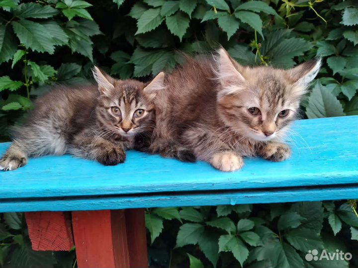 Котята девочки 2,5 месяца с доставкой