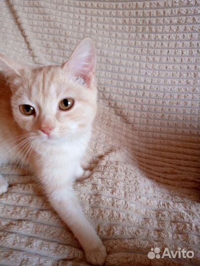 Котики
