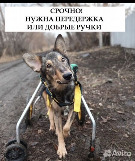 Собака в добрые руки