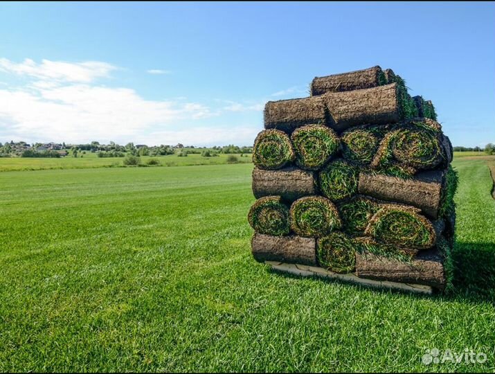 Рулонный газон от производителя спортивный