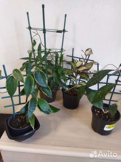 Хойи взрослые сортовые