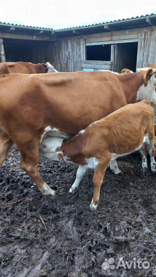 Коровы подсосные