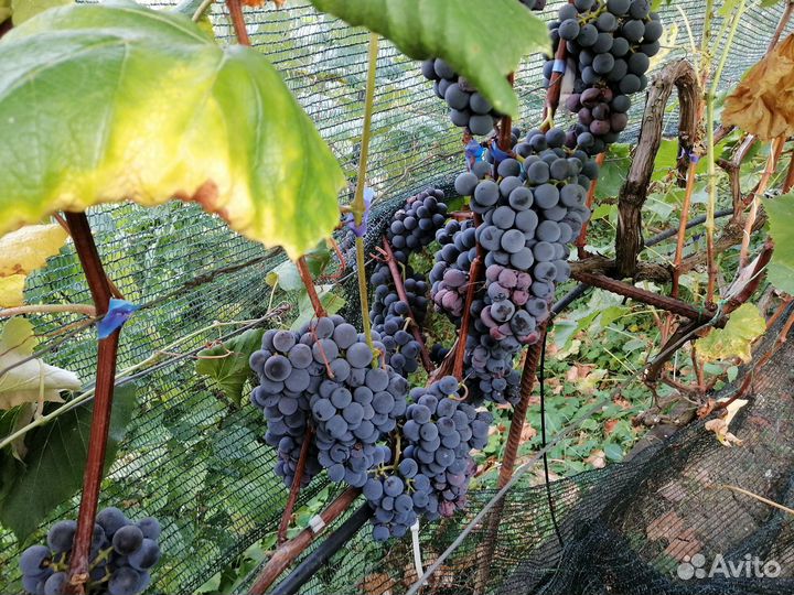 Саженцы устойчивых винных сортов винограда