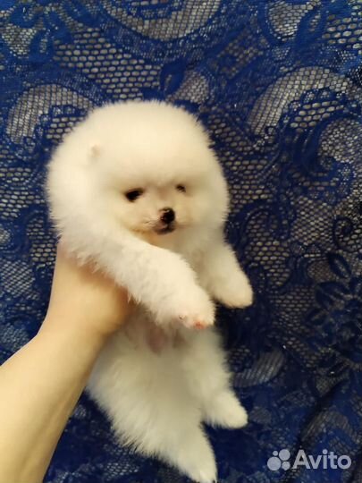 Щенки шпица