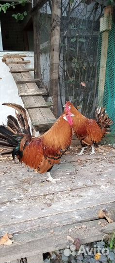 Куры, петухи