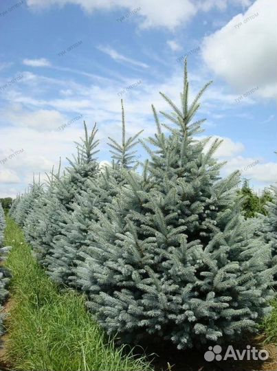 Ель голубая