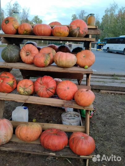 Тыква медовая