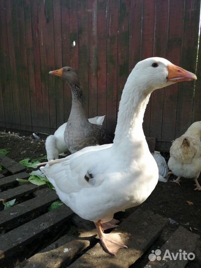Гуси взрослые