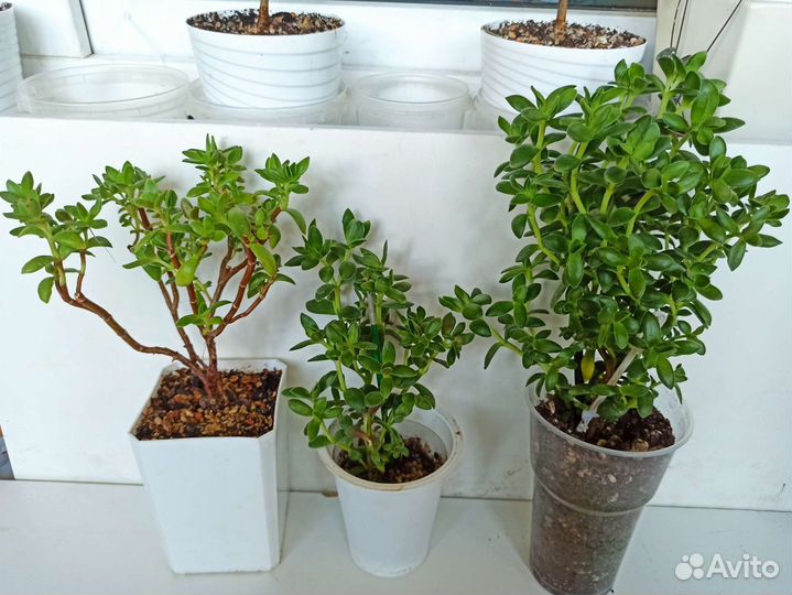 Крассула толстянка