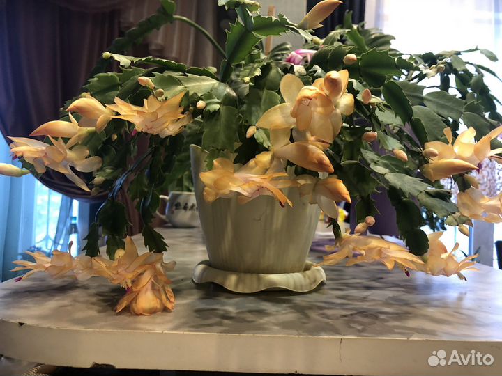 Декабрист шлюмбергера сортовой