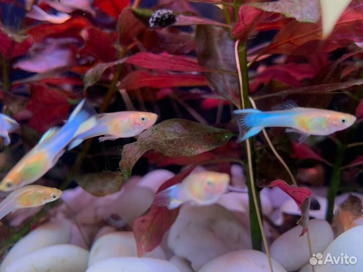 Рыбки Гуппи эндлера голубое золото, анциструсы