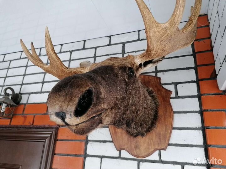 Чучело головы лося