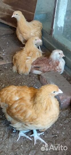 И/я.цыплята