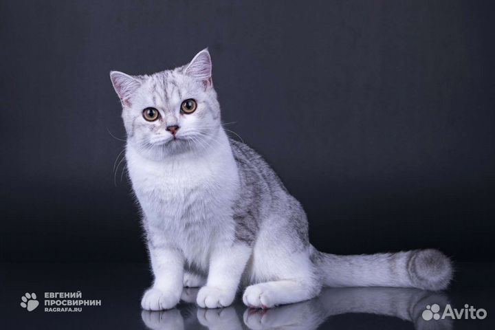 Шотландские прямоухие котята