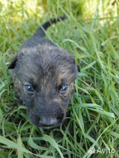 Двортерьер