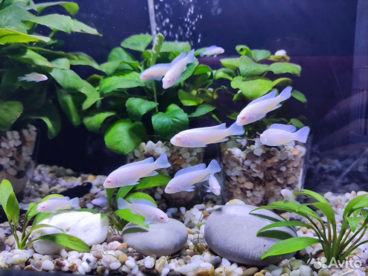Аквариумные рыбки цихлиды (Снежный принц)