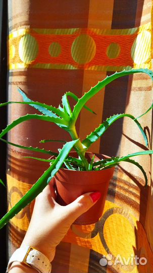 Алоэ лечебный