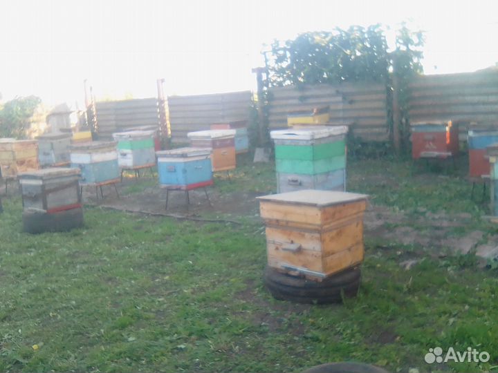 Пчелосемьи 12 рамок