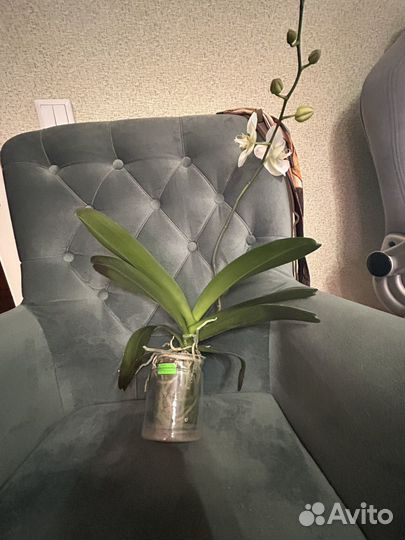 Орхидея фаленопсис