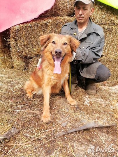 Собака в добрые руки