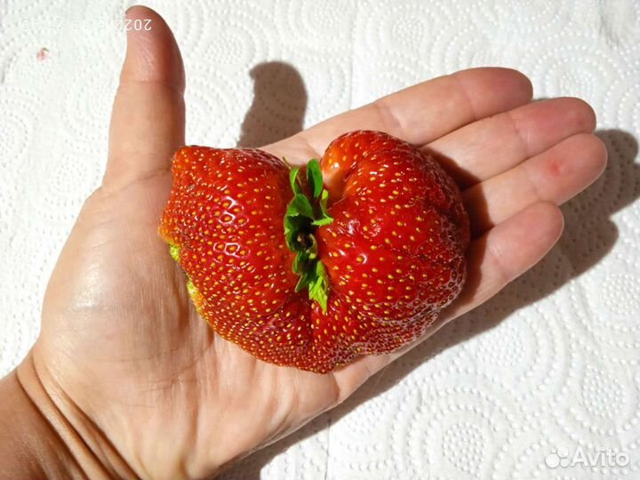 Рассада клубники элитных сортов