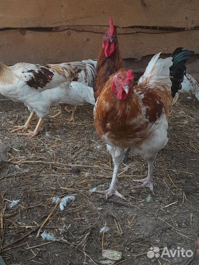 Петухи породистые