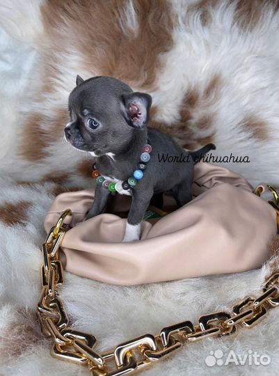 Эксклюзив Micro Принцесса