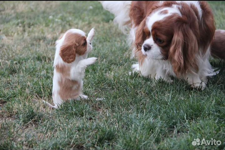 Кавалер Кинг Чарльз малыши