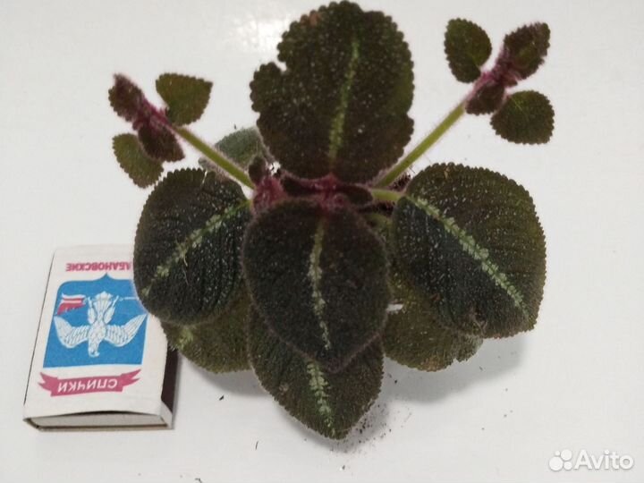 Комнатные растения