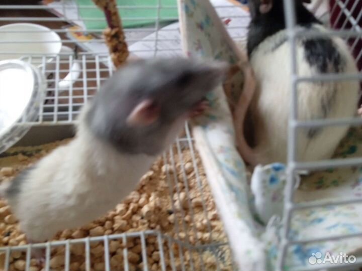 Крысы с клеткой